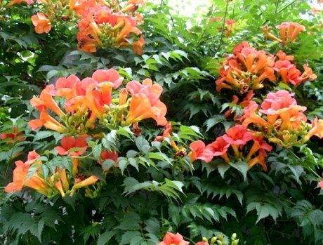 Цветущие вьющиеся растения для сада и дачи